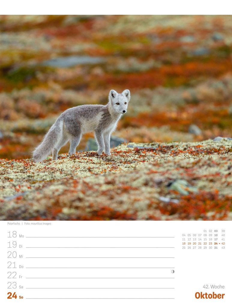 Weitere Ansicht: Island Wochenplaner Kalender 2027 | Die Insel aus Feuer und Eis | Ackermann Kunstverlag GmbH