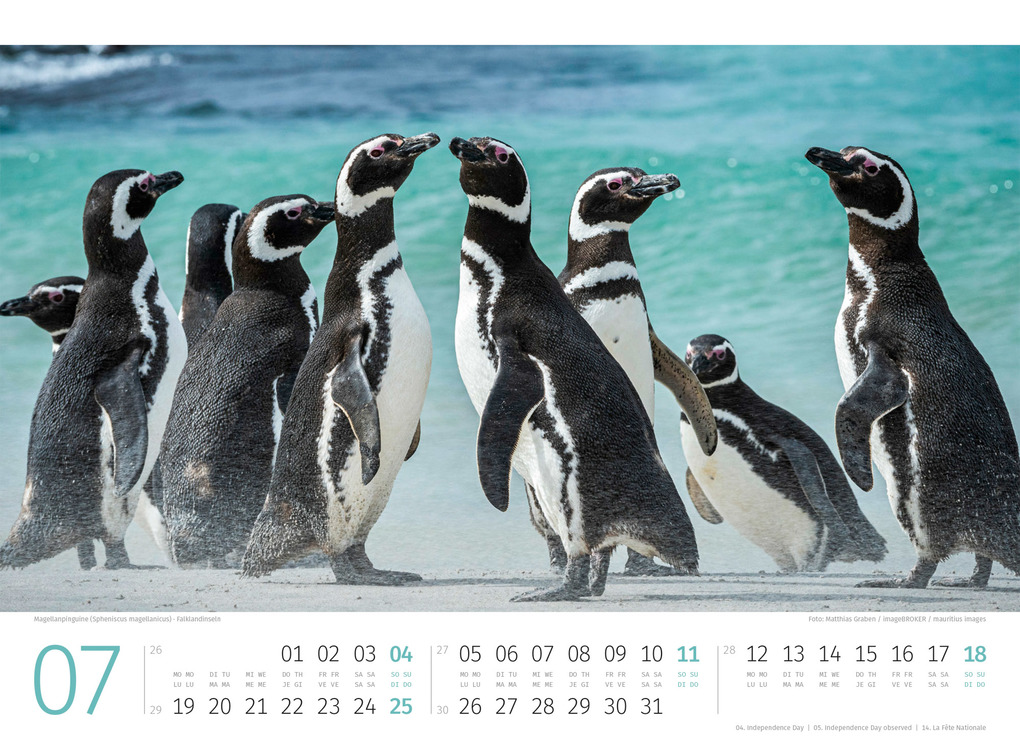 Weitere Ansicht: Pinguine Kalender 2027 | Ackermann Kunstverlag GmbH