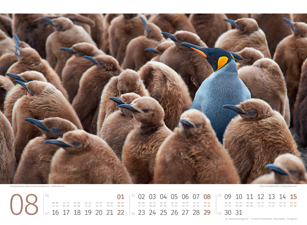 Weitere Ansicht: Pinguine Kalender 2027 | Ackermann Kunstverlag GmbH
