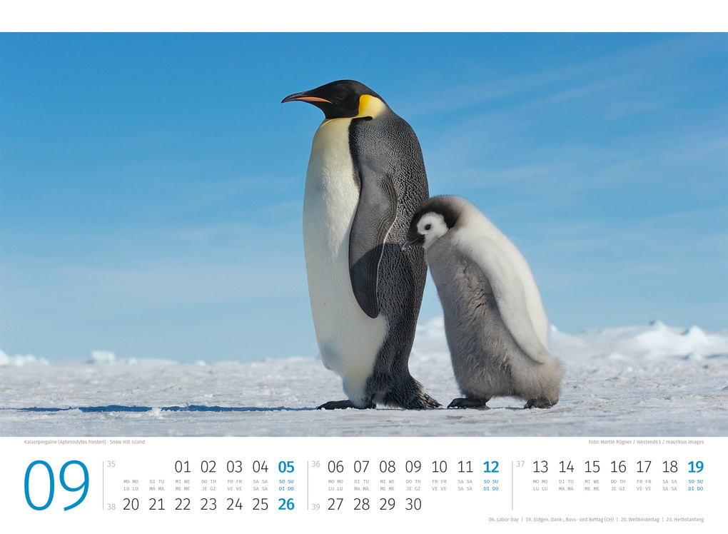 Weitere Ansicht: Pinguine Kalender 2027 | Ackermann Kunstverlag GmbH