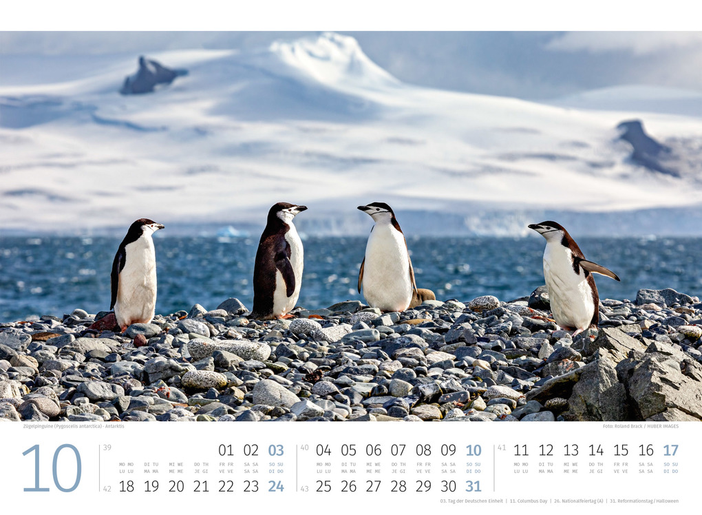 Weitere Ansicht: Pinguine Kalender 2027 | Ackermann Kunstverlag GmbH
