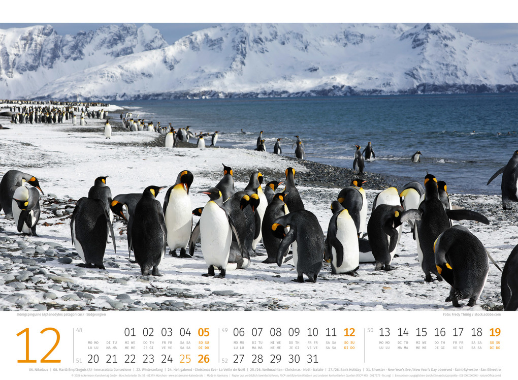 Weitere Ansicht: Pinguine Kalender 2027 | Ackermann Kunstverlag GmbH