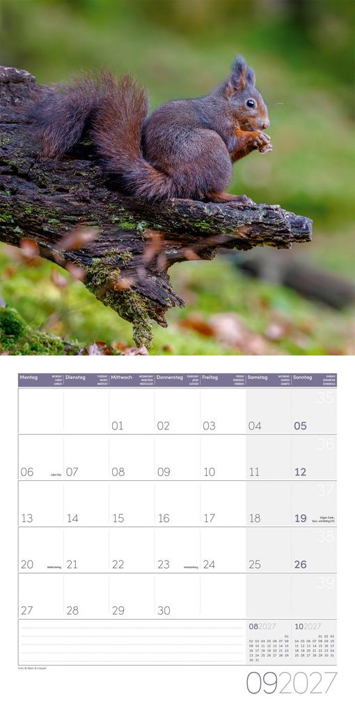 Weitere Ansicht: Eichhörnchen Kalender 2027 - 30x30 - Art12 | Ackermann Kunstverlag GmbH