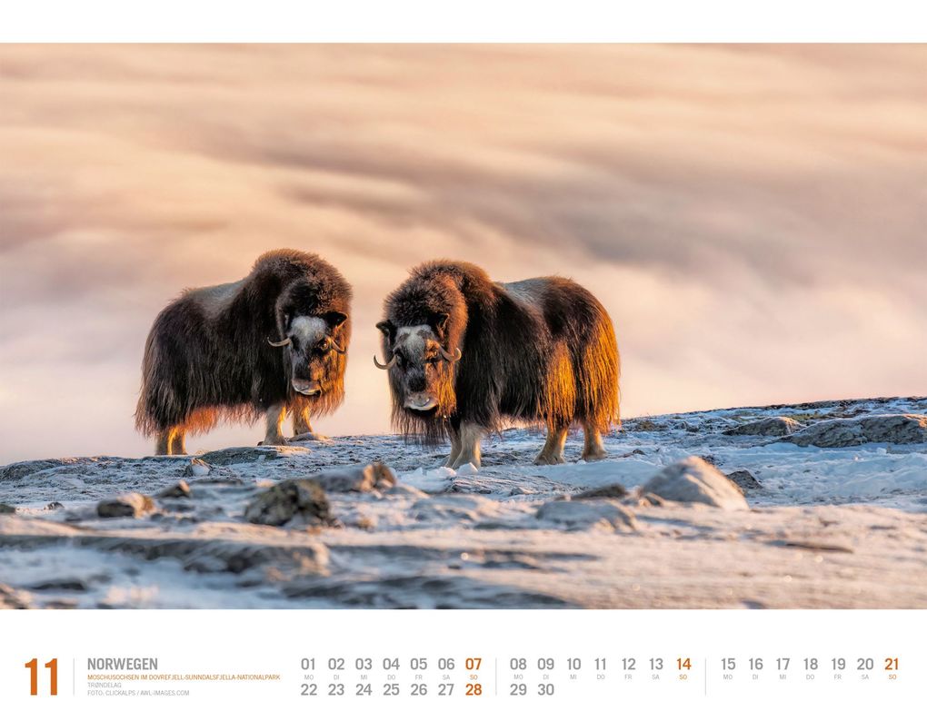 Weitere Ansicht: Norwegen Kalender 2027 | Unterwegs zwischen Fjordland und Nordkap | Ackermann Kunstverlag GmbH