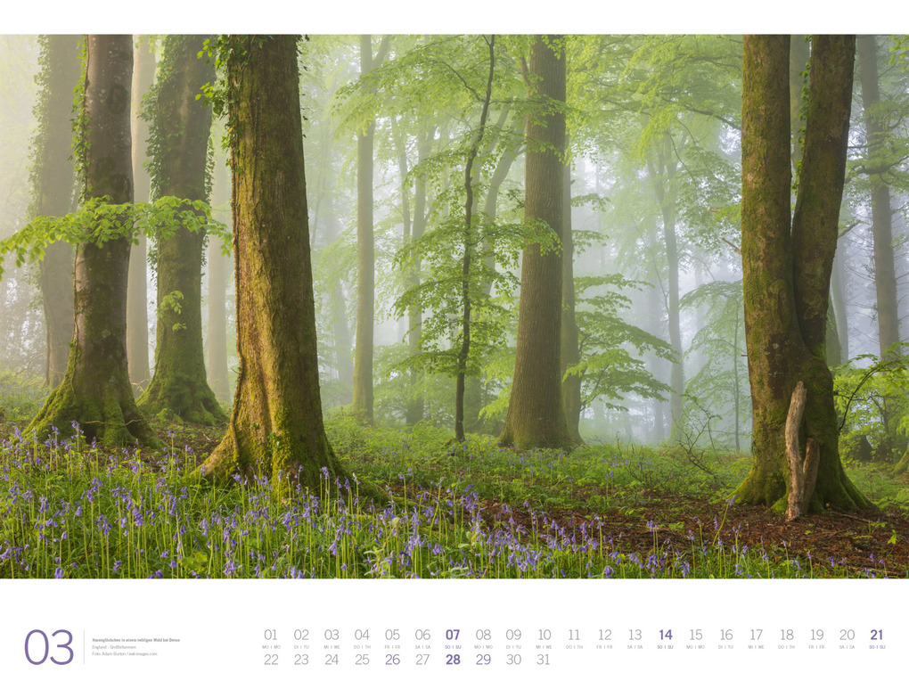 Weitere Ansicht: Wald Gallery Kalender 2027 | Ackermann Kunstverlag GmbH