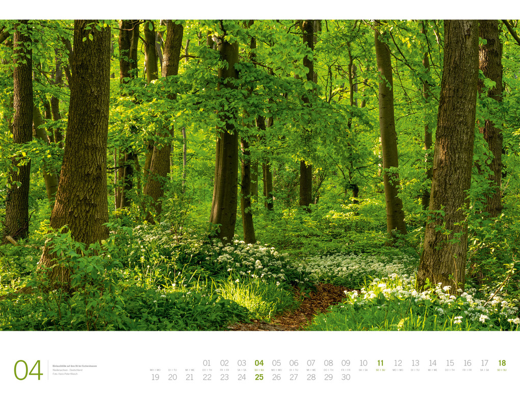 Weitere Ansicht: Wald Gallery Kalender 2027 | Ackermann Kunstverlag GmbH