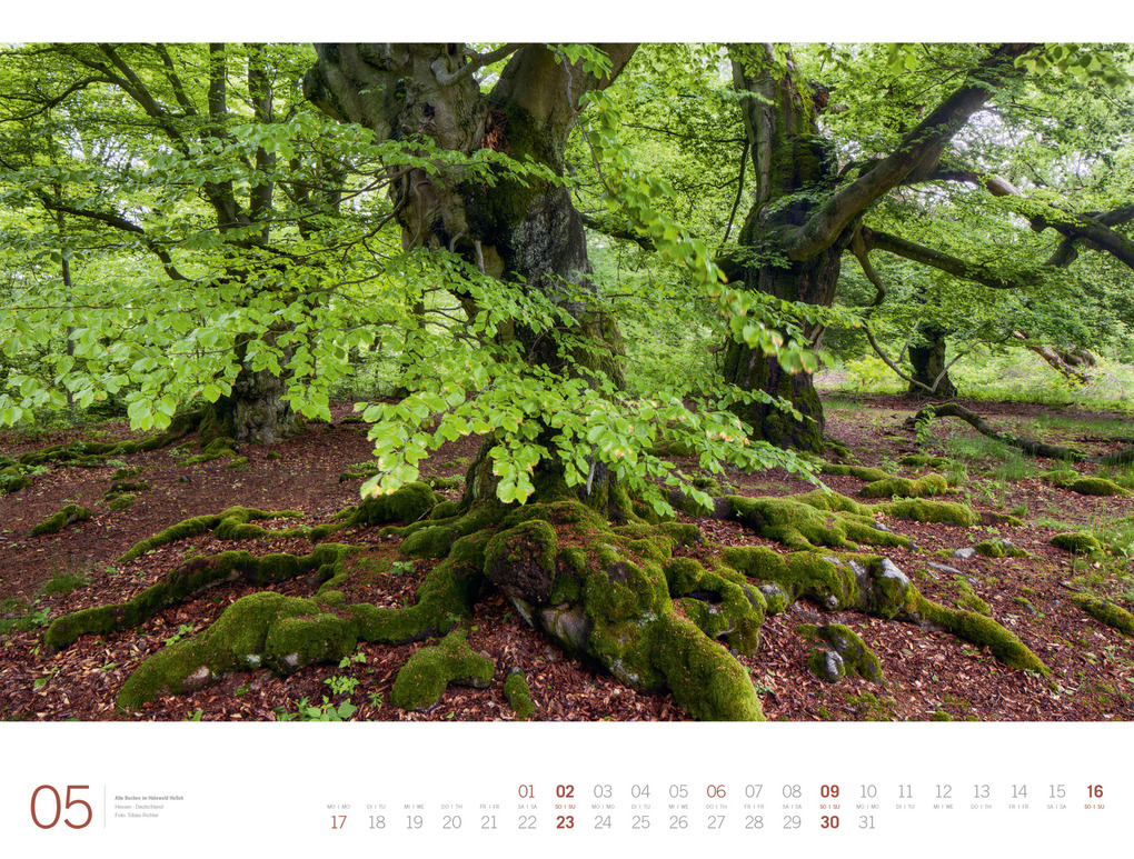 Weitere Ansicht: Wald Gallery Kalender 2027 | Ackermann Kunstverlag GmbH