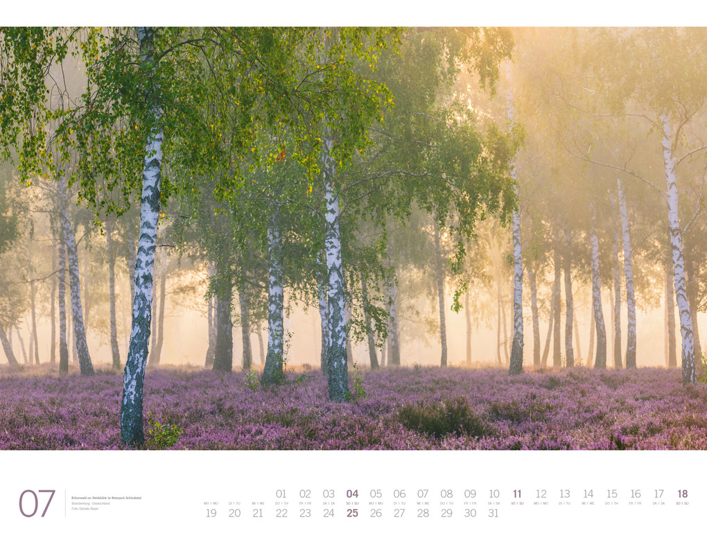 Weitere Ansicht: Wald Gallery Kalender 2027 | Ackermann Kunstverlag GmbH