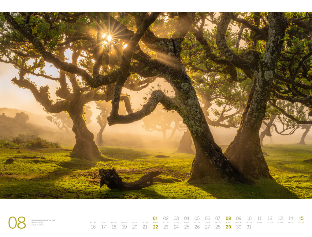 Weitere Ansicht: Wald Gallery Kalender 2027 | Ackermann Kunstverlag GmbH