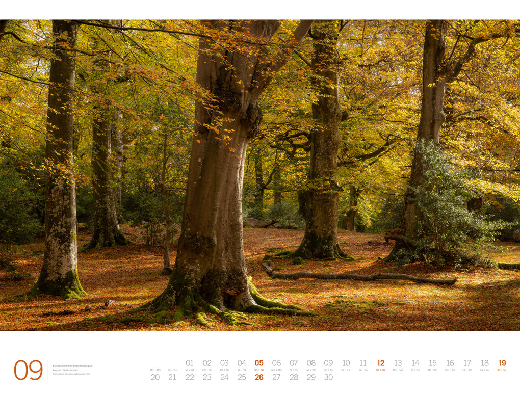 Weitere Ansicht: Wald Gallery Kalender 2027 | Ackermann Kunstverlag GmbH