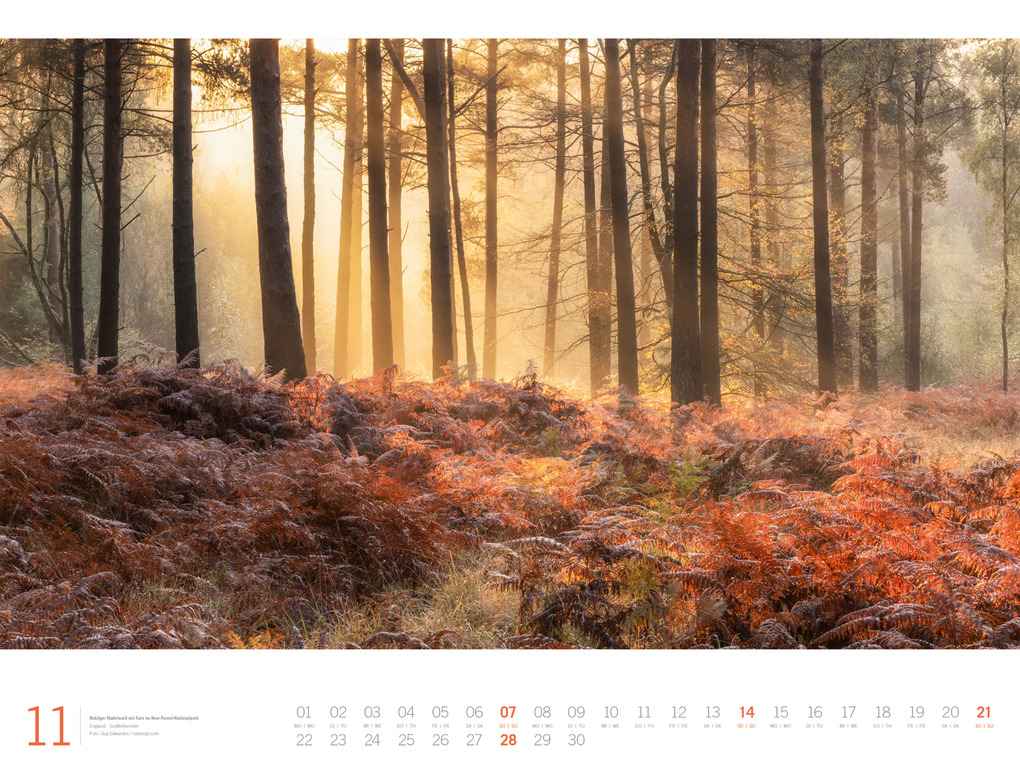 Weitere Ansicht: Wald Gallery Kalender 2027 | Ackermann Kunstverlag GmbH