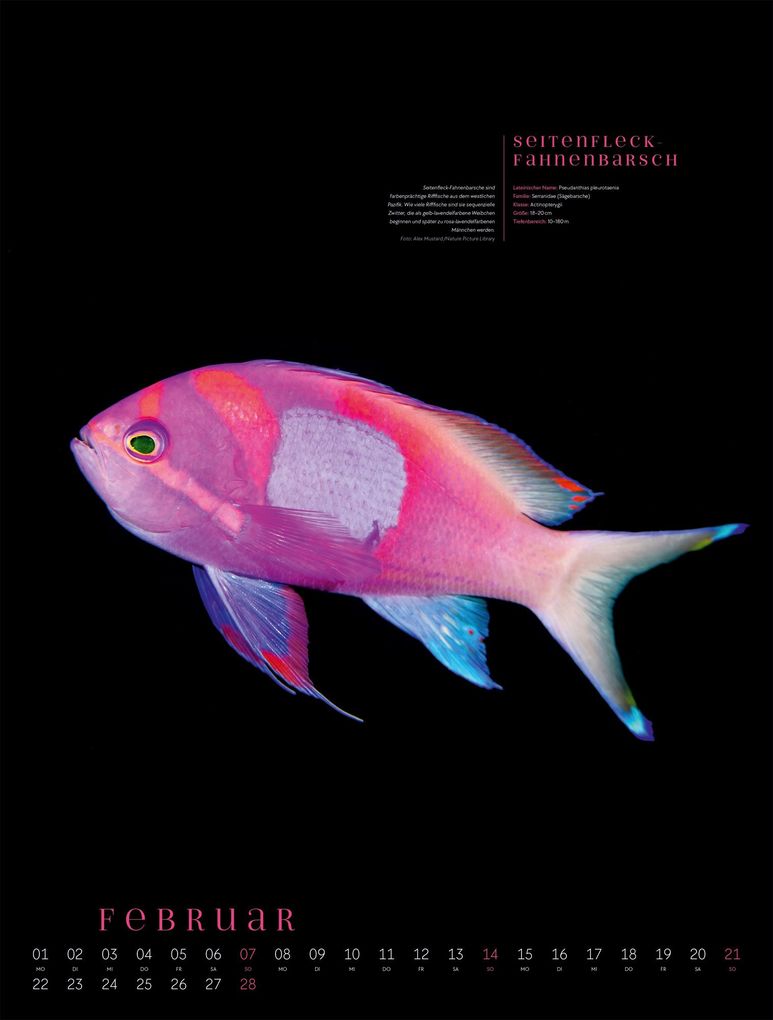 Weitere Ansicht: Ozeaneo Kalender 2027 | Geheimnisvolles Meer | Ackermann Kunstverlag GmbH