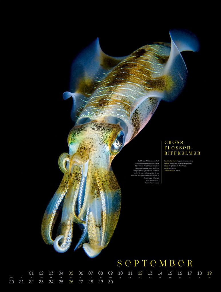 Weitere Ansicht: Ozeaneo Kalender 2027 | Geheimnisvolles Meer | Ackermann Kunstverlag GmbH