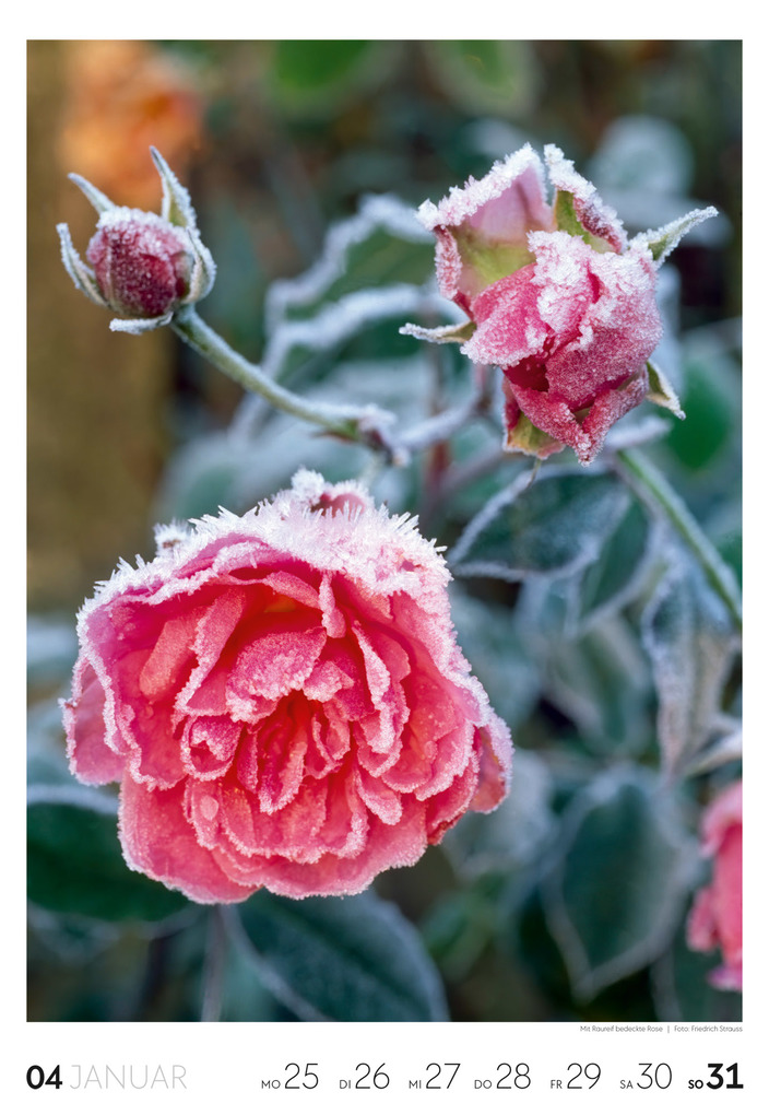 Weitere Ansicht: Garten Wochenkalender 2027 | Ackermann Kunstverlag GmbH