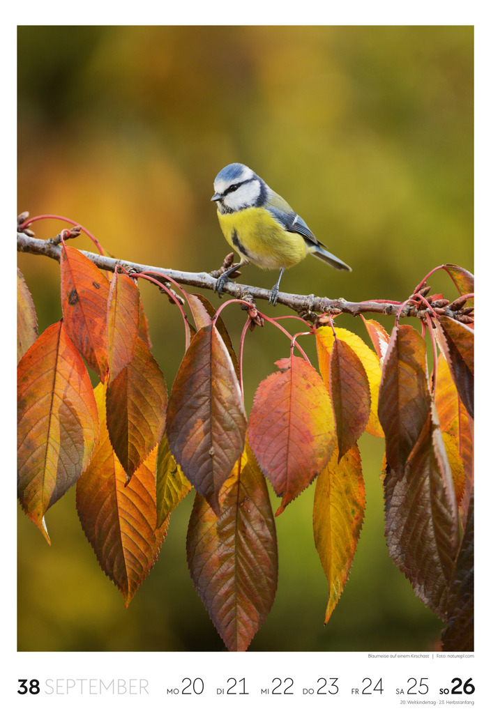 Weitere Ansicht: Garten Wochenkalender 2027 | Ackermann Kunstverlag GmbH