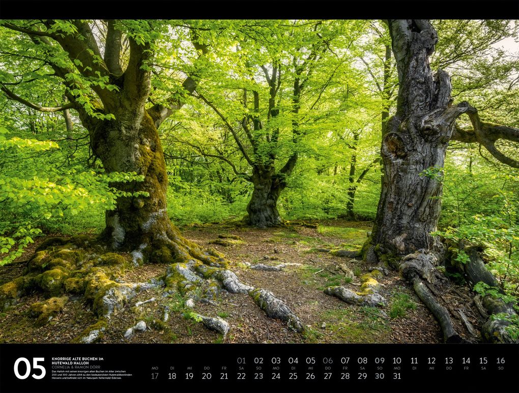 Weitere Ansicht: Naturparadies Deutschland Signature Kalender 2027 | Dörr, Ackermann Kunstverlag GmbH
