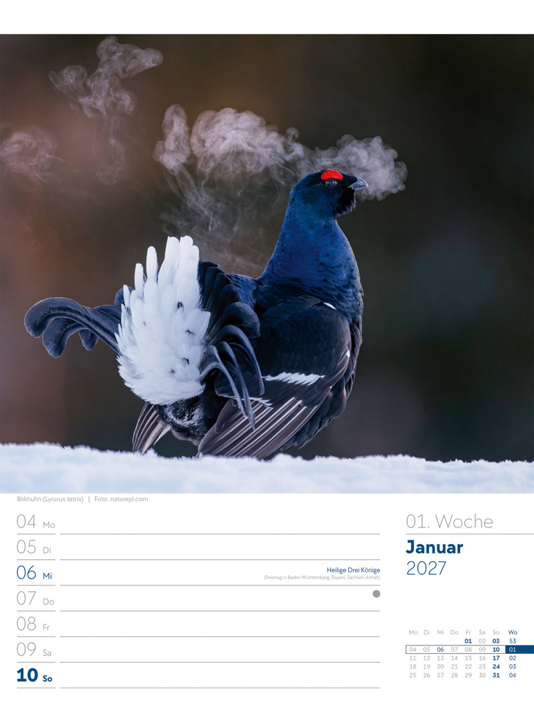 Weitere Ansicht: Vögel Wochenplaner Kalender 2027 | Ackermann Kunstverlag GmbH