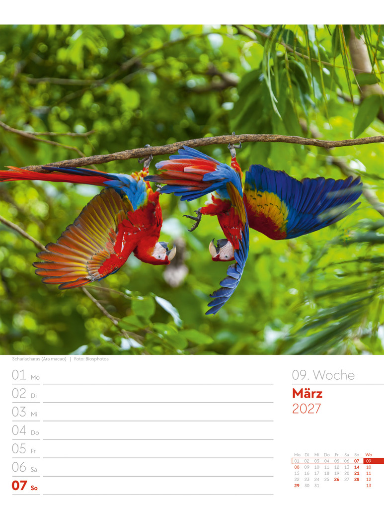 Weitere Ansicht: Vögel Wochenplaner Kalender 2027 | Ackermann Kunstverlag GmbH