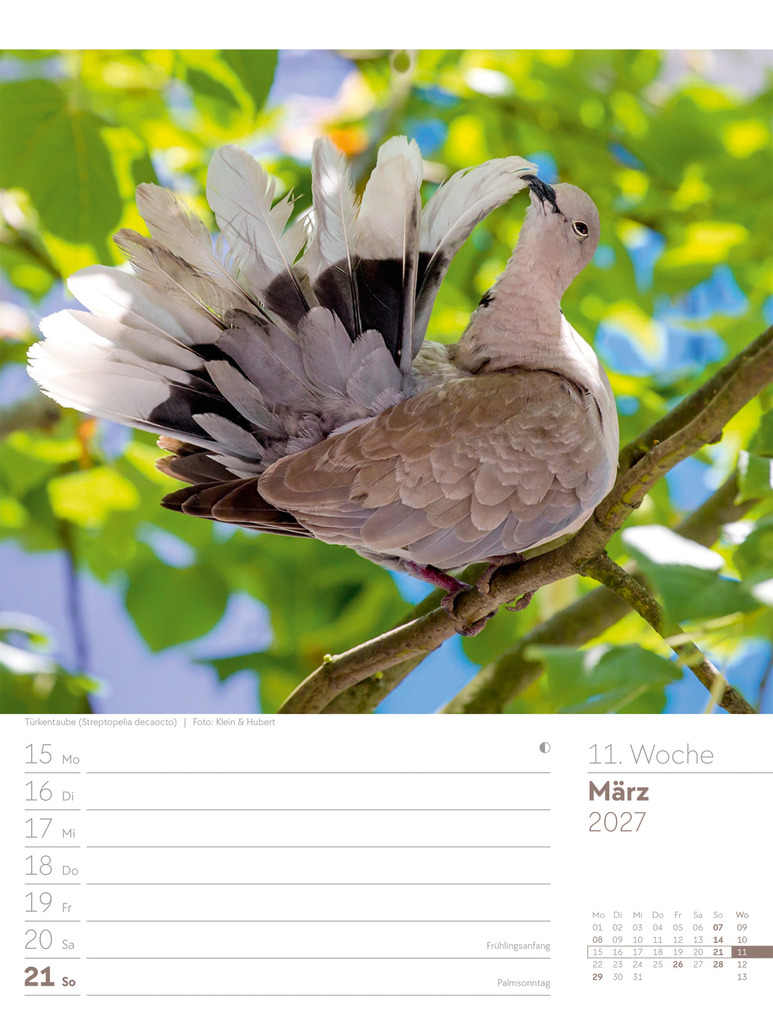 Weitere Ansicht: Vögel Wochenplaner Kalender 2027 | Ackermann Kunstverlag GmbH