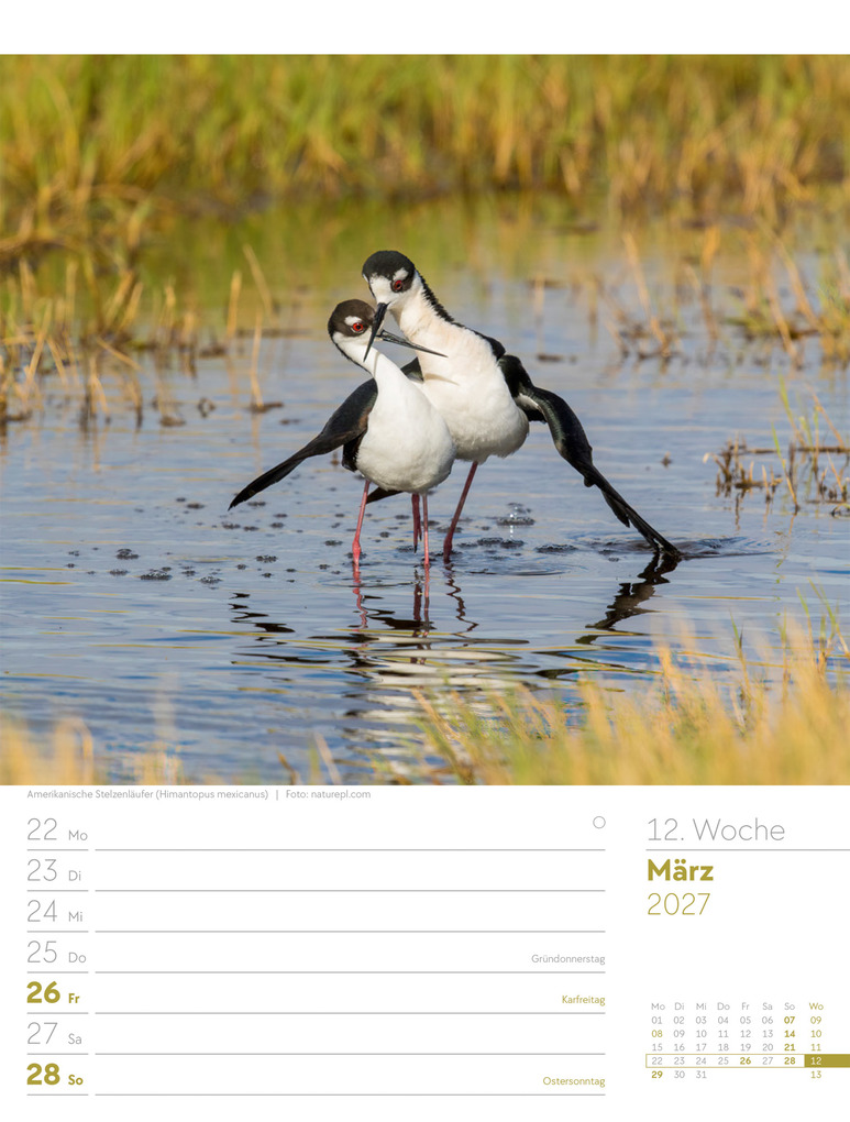 Weitere Ansicht: Vögel Wochenplaner Kalender 2027 | Ackermann Kunstverlag GmbH