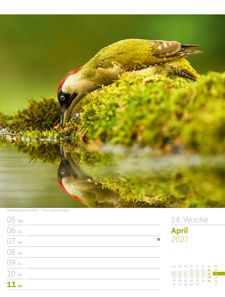 Weitere Ansicht: Vögel Wochenplaner Kalender 2027 | Ackermann Kunstverlag GmbH