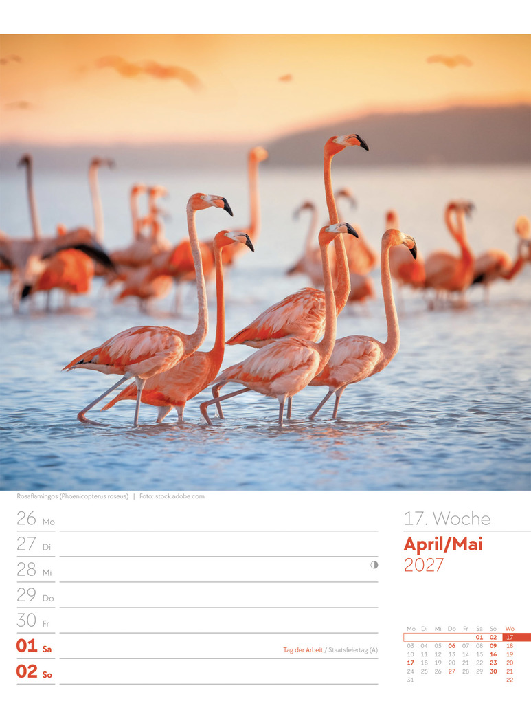 Weitere Ansicht: Vögel Wochenplaner Kalender 2027 | Ackermann Kunstverlag GmbH