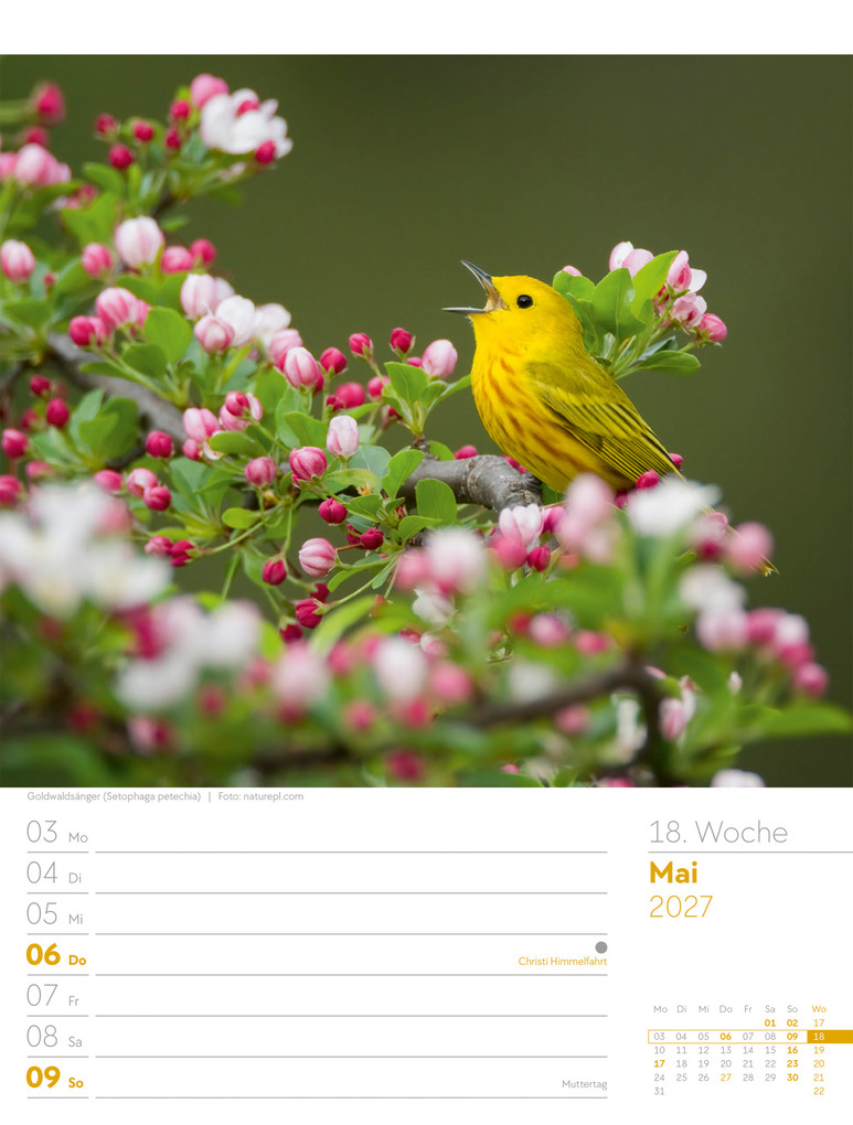Weitere Ansicht: Vögel Wochenplaner Kalender 2027 | Ackermann Kunstverlag GmbH