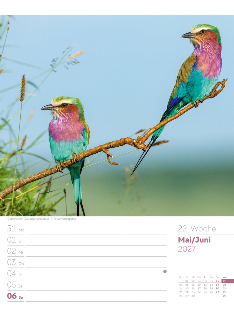 Weitere Ansicht: Vögel Wochenplaner Kalender 2027 | Ackermann Kunstverlag GmbH