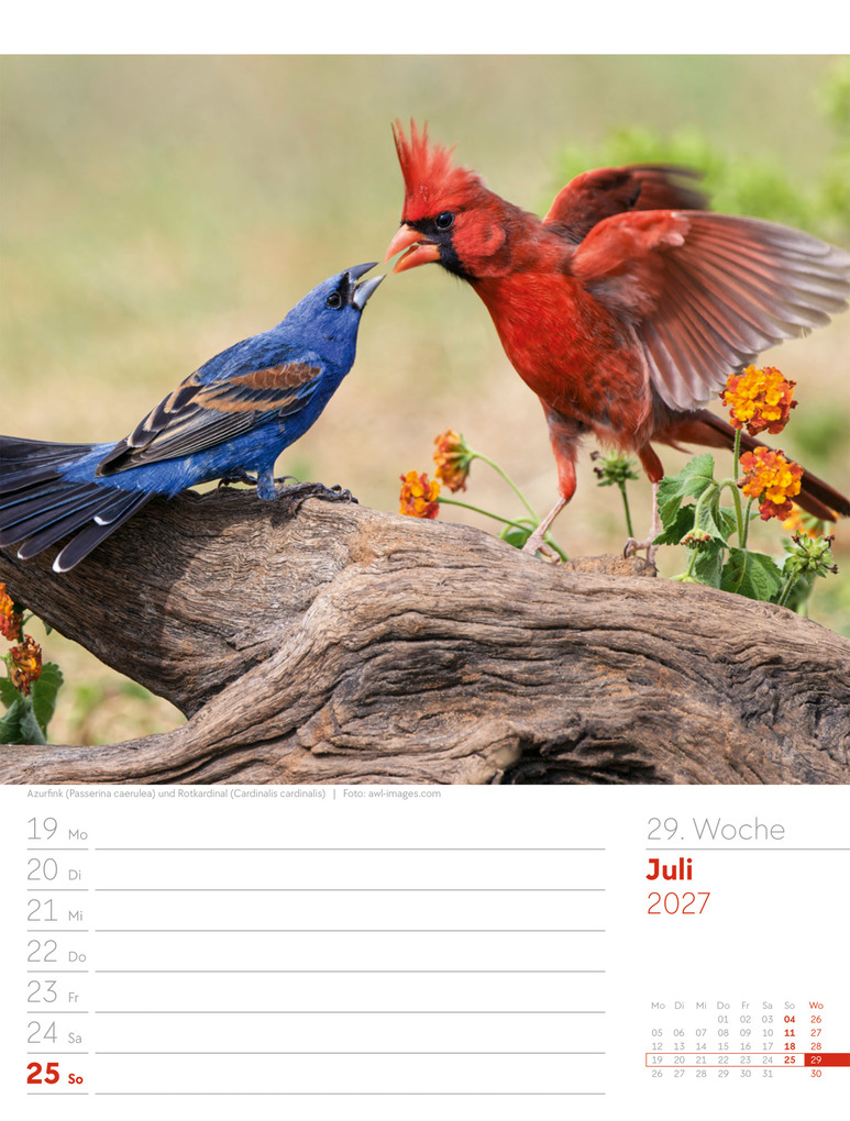 Weitere Ansicht: Vögel Wochenplaner Kalender 2027 | Ackermann Kunstverlag GmbH