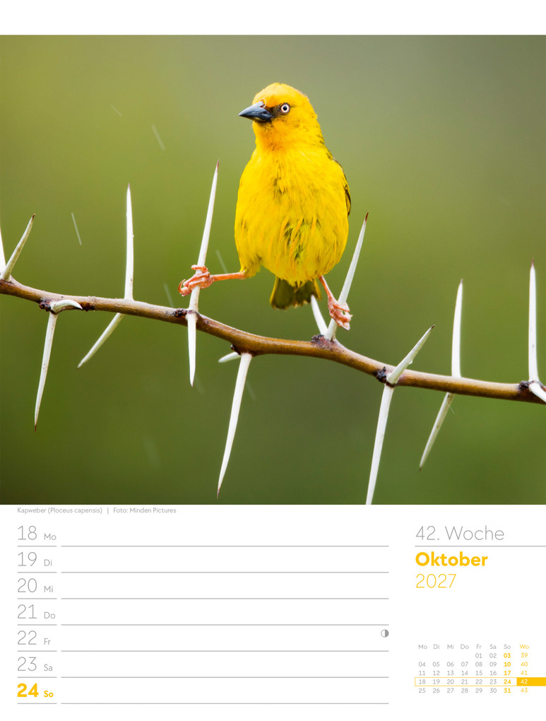 Weitere Ansicht: Vögel Wochenplaner Kalender 2027 | Ackermann Kunstverlag GmbH