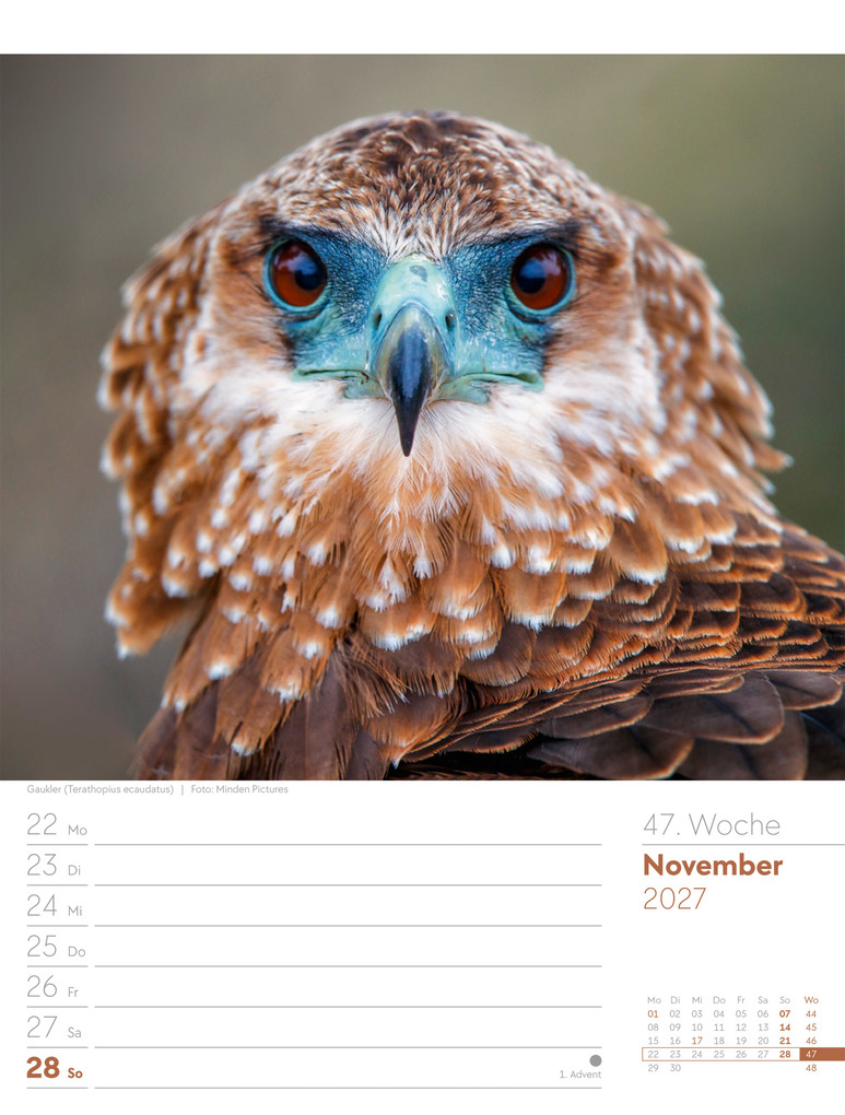 Weitere Ansicht: Vögel Wochenplaner Kalender 2027 | Ackermann Kunstverlag GmbH