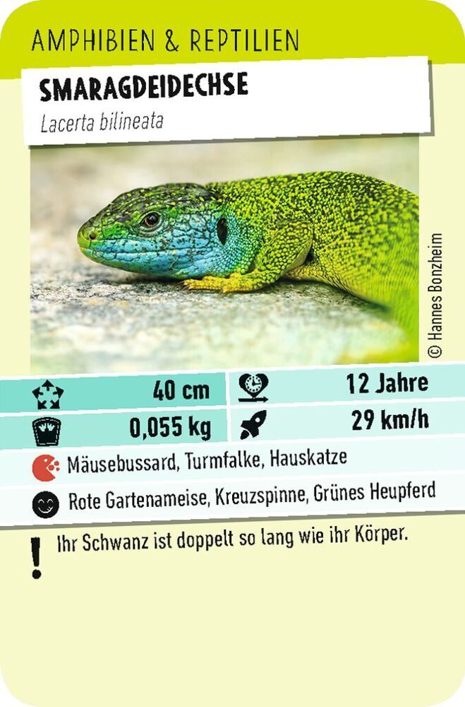 Weitere Ansicht: Tiere Toppen | Silke Klemt, Sophia Tourpouzidis