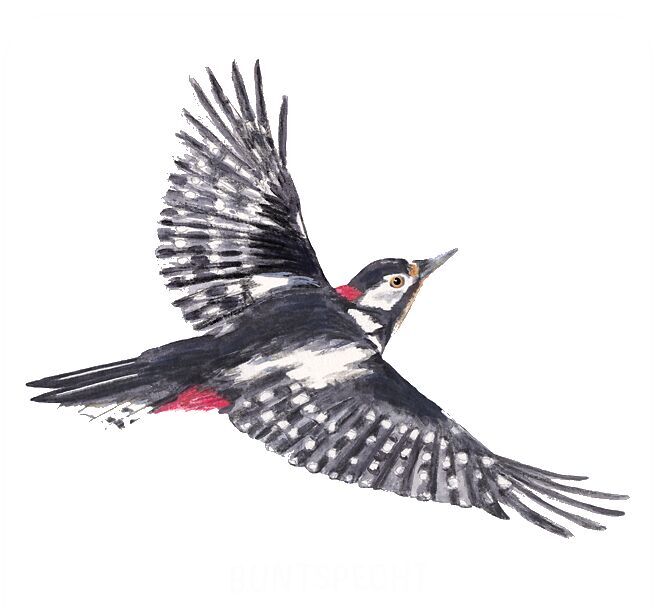 Weitere Ansicht: Das große Vogel Memo | Monika Klars