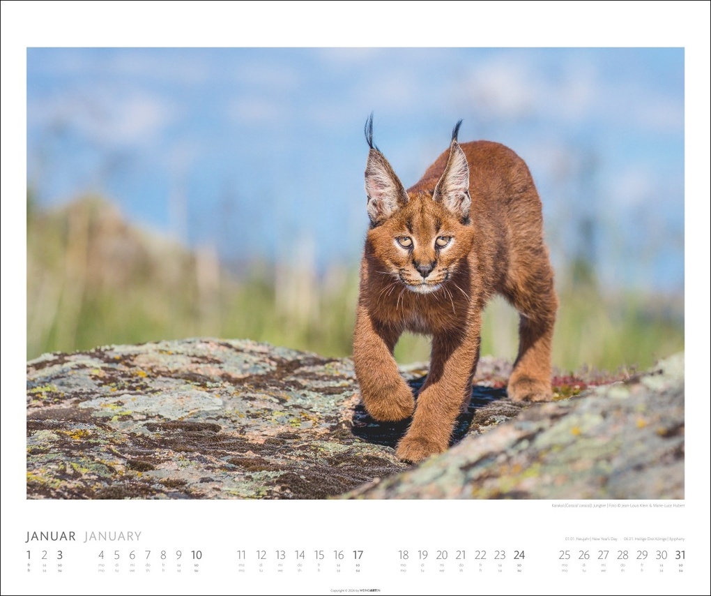 Weitere Ansicht: African Wildlife Kalender 2027