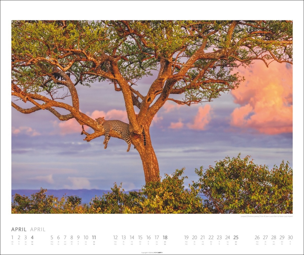 Weitere Ansicht: African Wildlife Kalender 2027