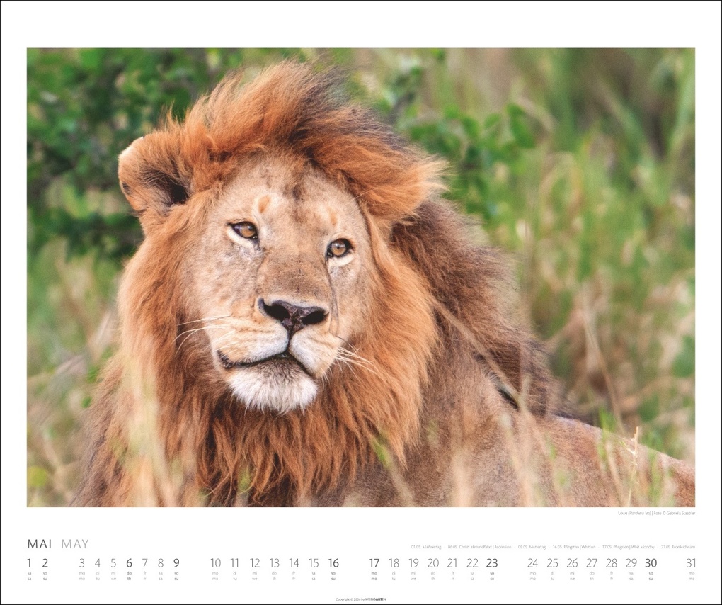 Weitere Ansicht: African Wildlife Kalender 2027