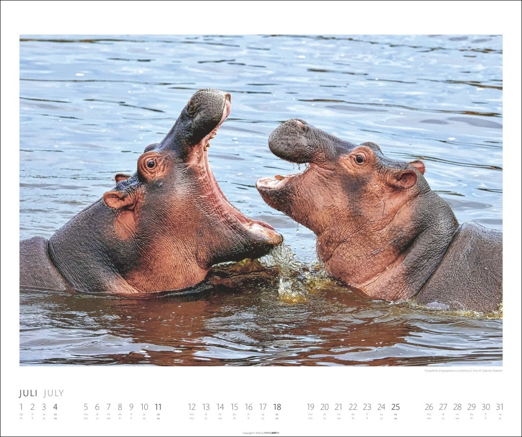 Weitere Ansicht: African Wildlife Kalender 2027