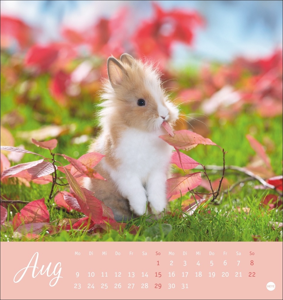 Weitere Ansicht: Süße Kaninchen Postkartenkalender 2027