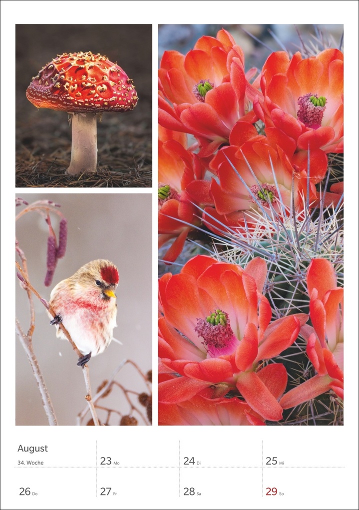 Weitere Ansicht: Magie der Farben Wochenplaner 2027