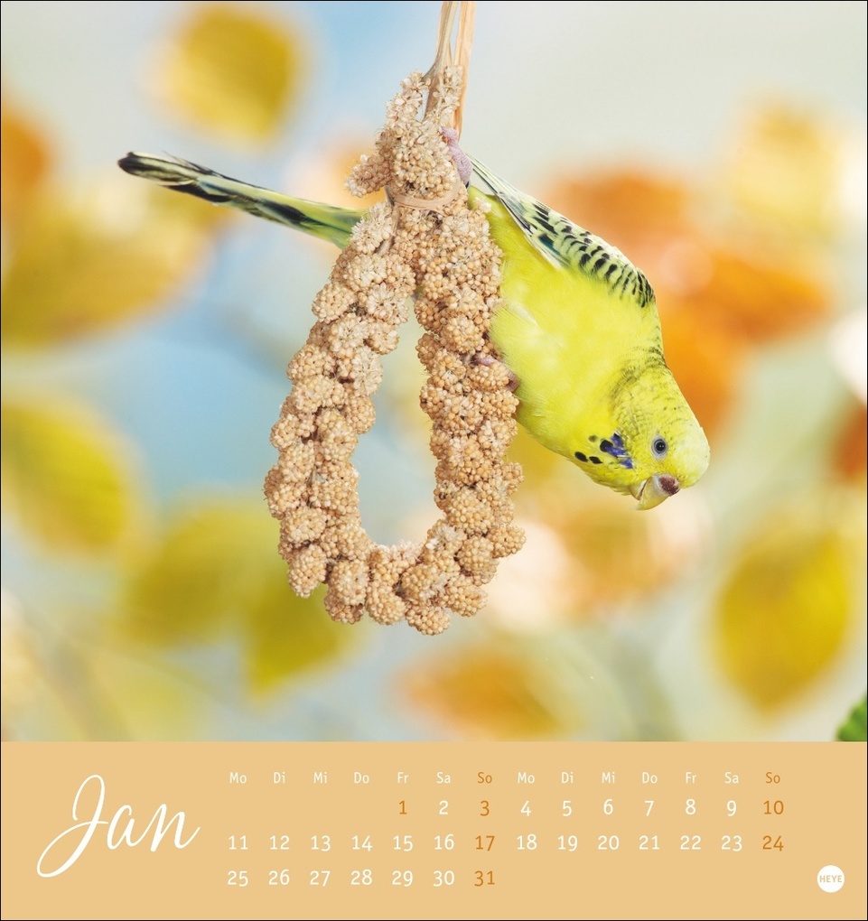 Weitere Ansicht: Freche Wellensittiche Postkartenkalender 2027