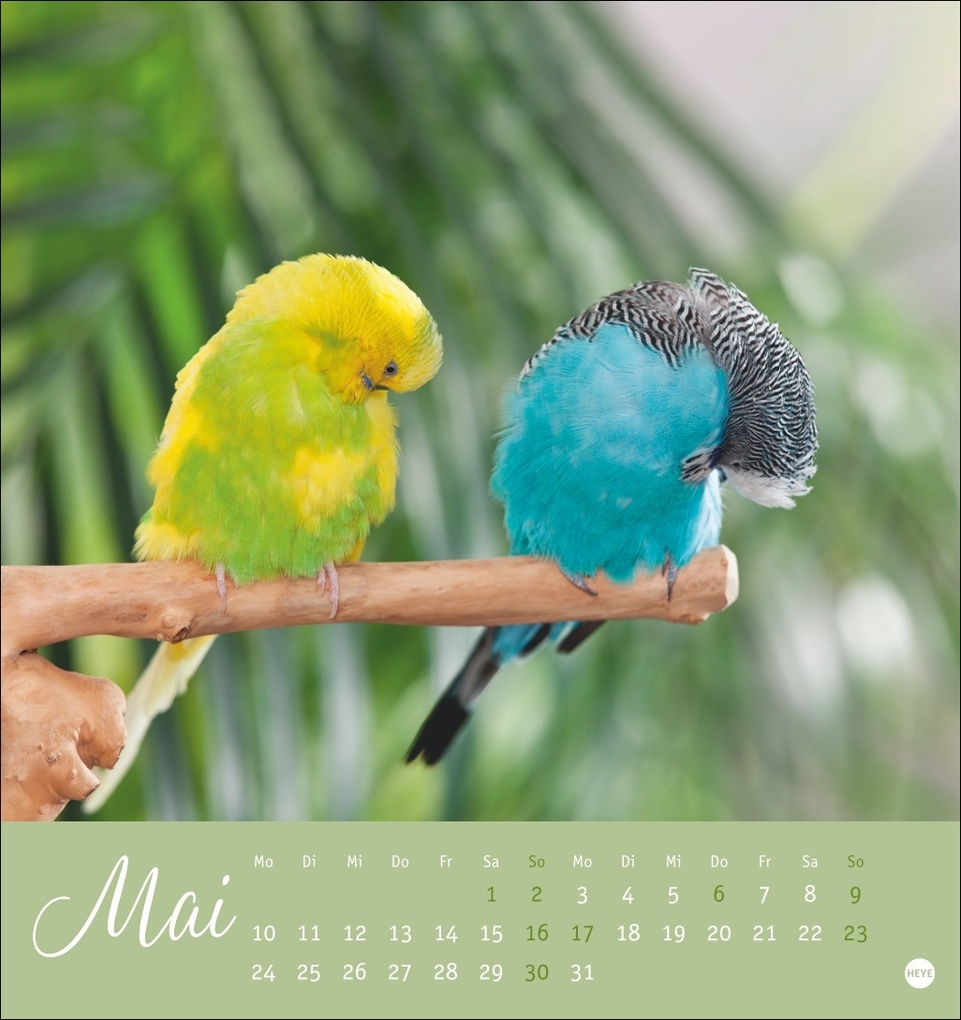 Weitere Ansicht: Freche Wellensittiche Postkartenkalender 2027