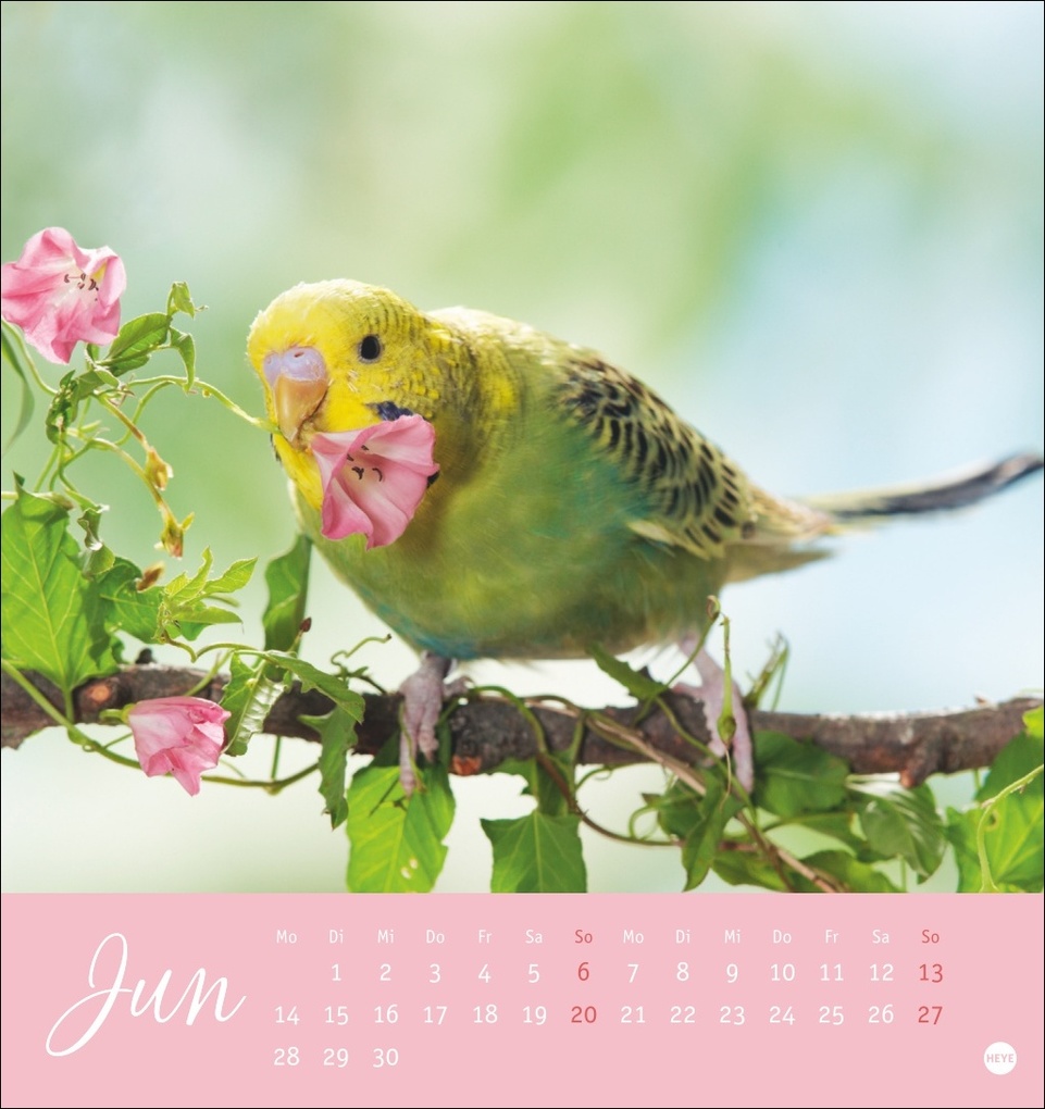 Weitere Ansicht: Freche Wellensittiche Postkartenkalender 2027