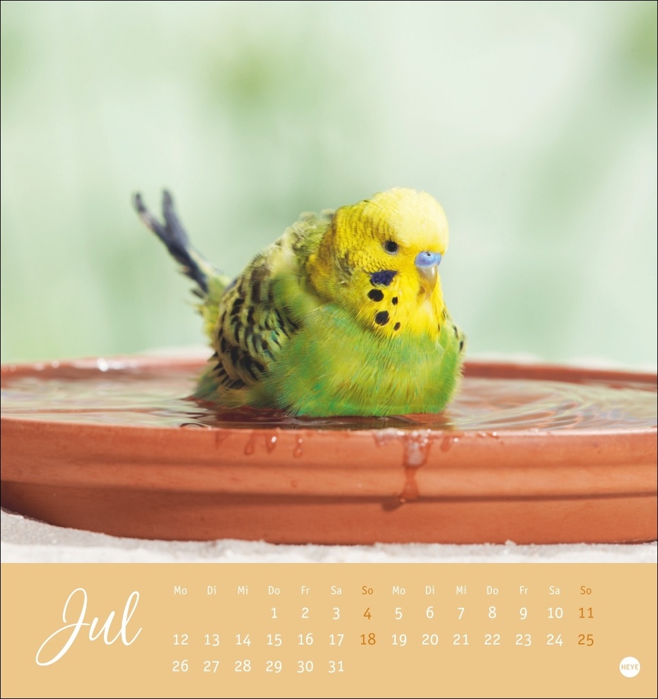 Weitere Ansicht: Freche Wellensittiche Postkartenkalender 2027