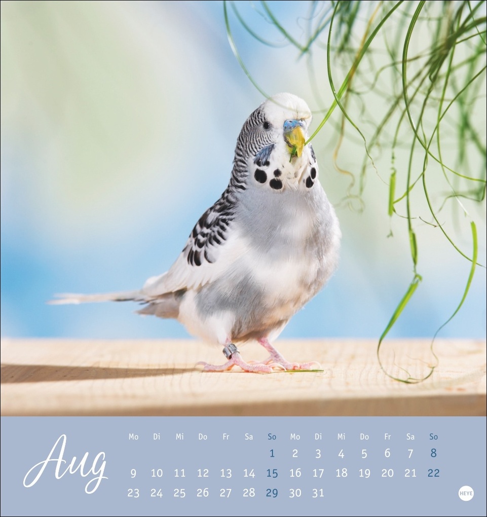 Weitere Ansicht: Freche Wellensittiche Postkartenkalender 2027