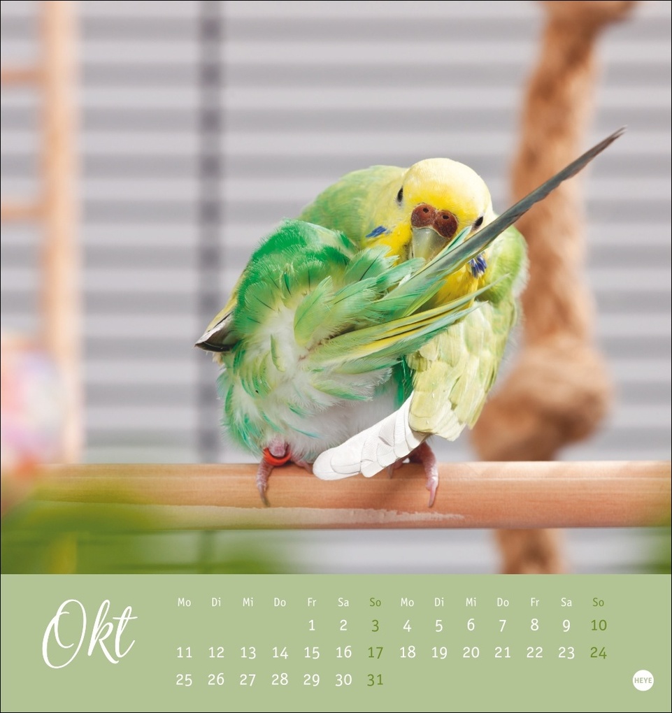Weitere Ansicht: Freche Wellensittiche Postkartenkalender 2027