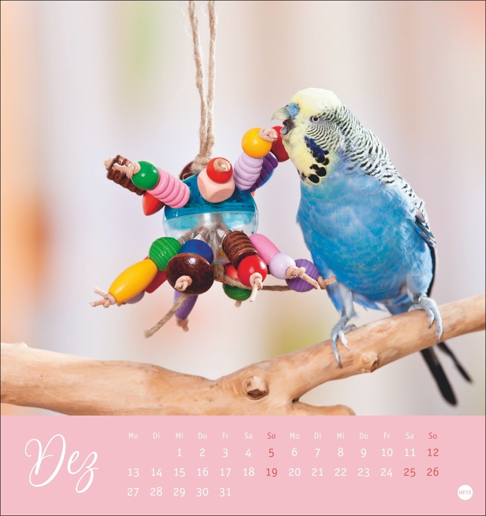 Weitere Ansicht: Freche Wellensittiche Postkartenkalender 2027