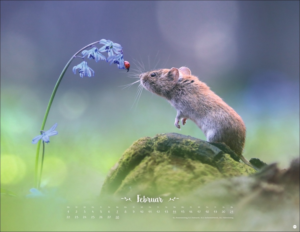 Weitere Ansicht: Vadim Trunov: Märchenhaftes Waldleben Posterkalender 2027