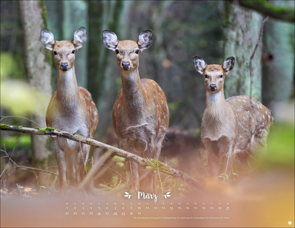 Weitere Ansicht: Vadim Trunov: Märchenhaftes Waldleben Posterkalender 2027