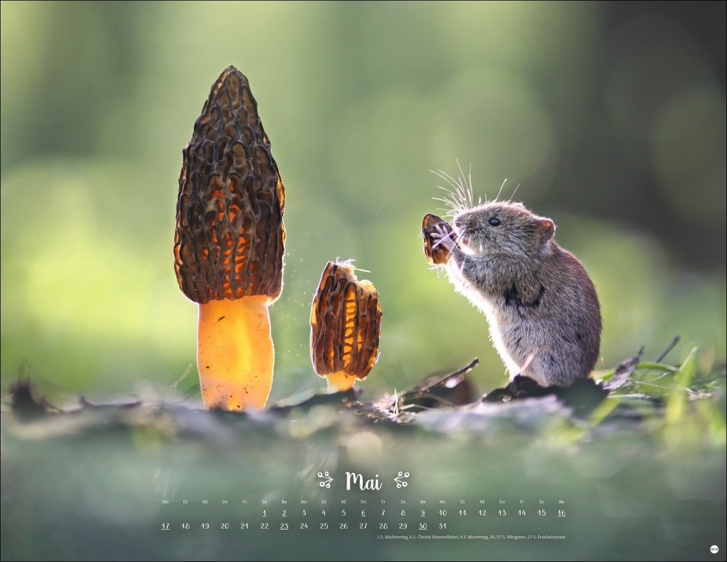 Weitere Ansicht: Vadim Trunov: Märchenhaftes Waldleben Posterkalender 2027