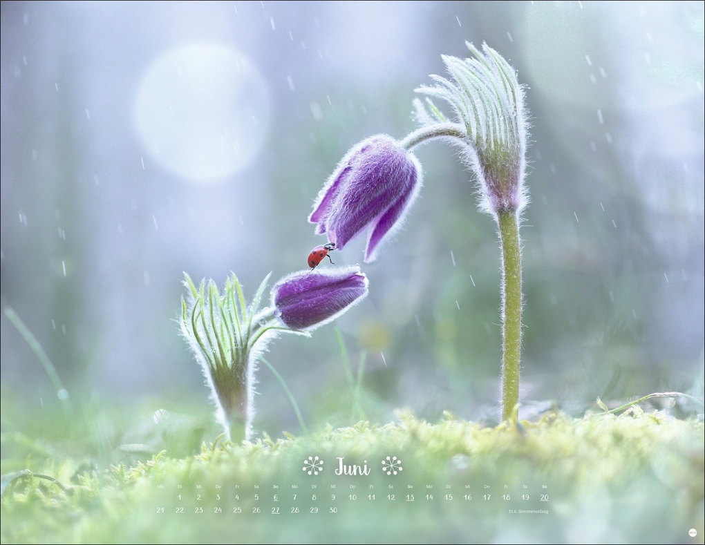 Weitere Ansicht: Vadim Trunov: Märchenhaftes Waldleben Posterkalender 2027